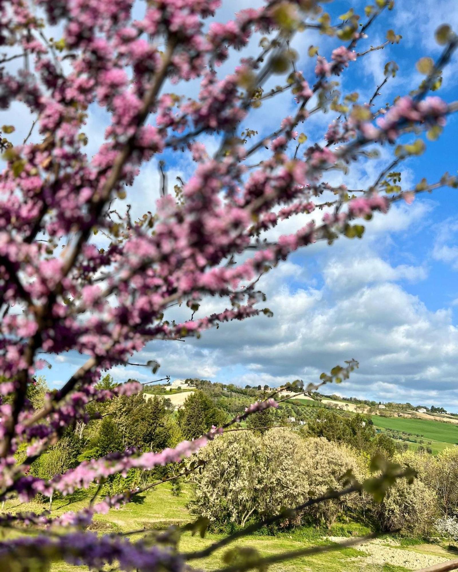 San Gaudenzio Agriturismo La Contea Senigalliaヴィラ エクステリア 写真